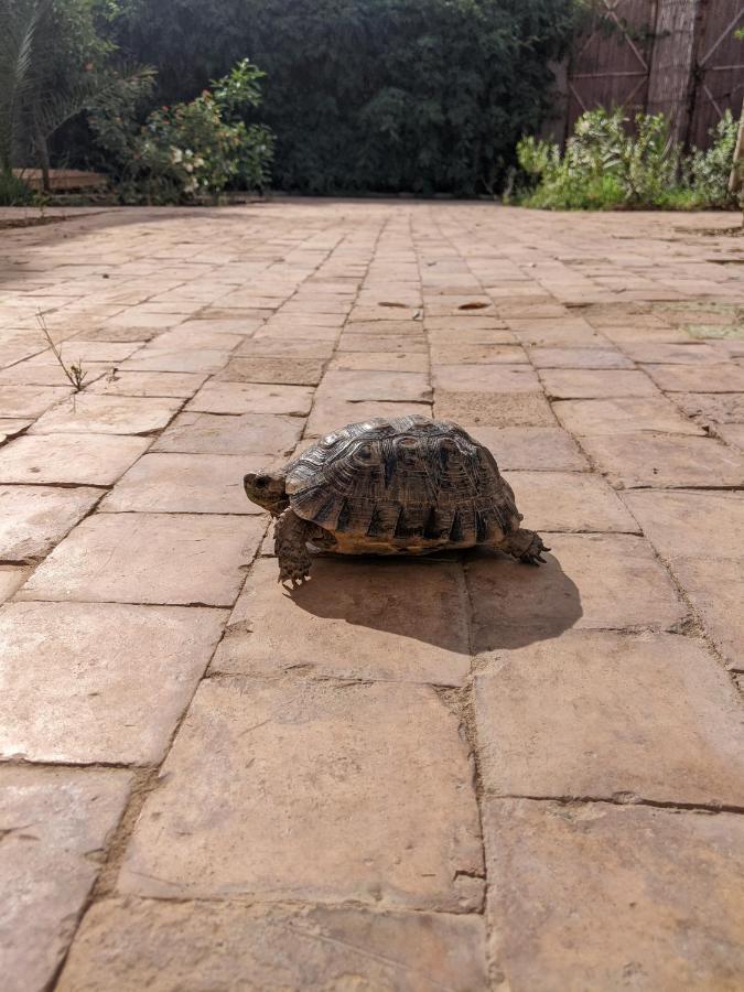 Villa Dar Saafia Marrakesh Esterno foto
