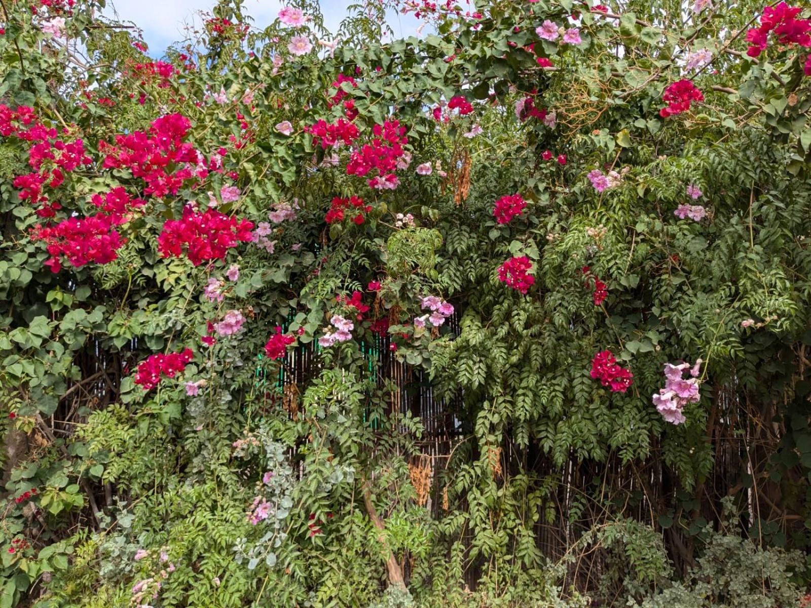 Villa Dar Saafia Marrakesh Esterno foto